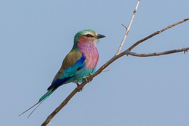 048 Botswana, Chobe NP, vorkstaartscharrelaar.jpg